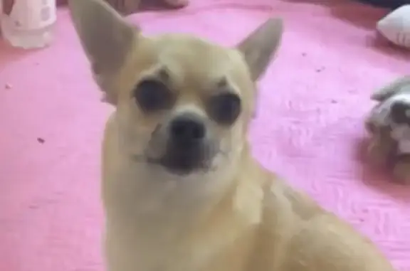 Chihuahua beige Ruby disparue à Tournefeuille - photo