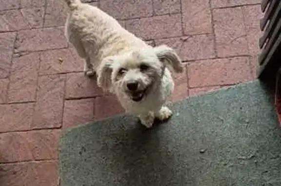 Missing Older Maltese Poodle - Petrea St, CT