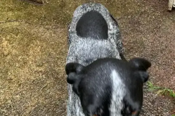 Chien Korthals mâle gris/noir trouvé à Bossée - photo