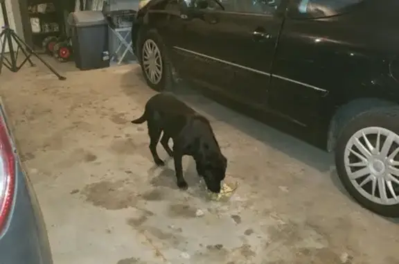 Animaux trouvés , photo: Chienne noire croisée trouvée à Montseveroux