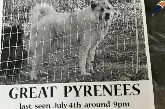 Missing Great Pyrenees - Wally, 120 lb, Lester