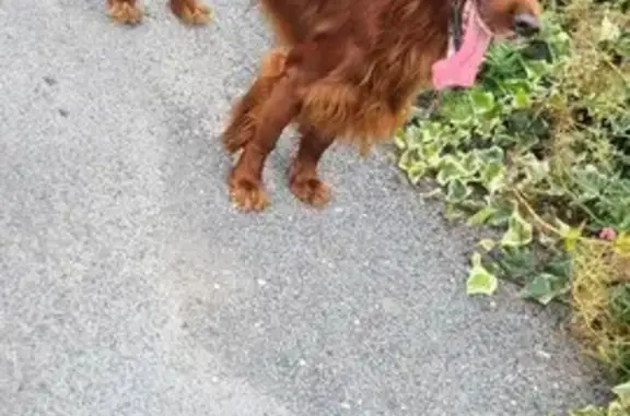 Setter marron trouvé avec collier à Échillais - photo