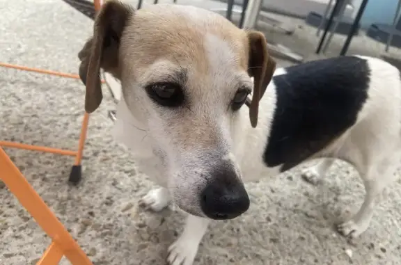 Petit chien trouvé près de la mairie des Mathes - photo