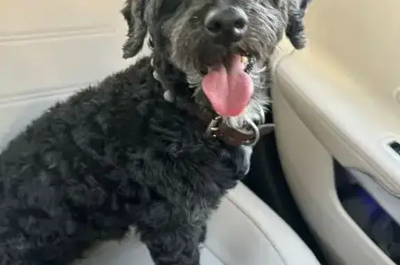 Perro French Negro Encontrado en Orión Sur