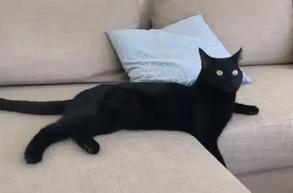 Chat noir mâle perdu à Lisieux - photo