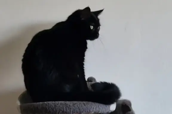 Chat perdu, La Rochelle, photo: Chat noir européen perdu à La Rochelle