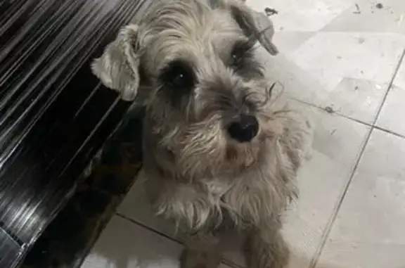 ¡Perro perdido! Schnauzer hembra Bibiana en Neza