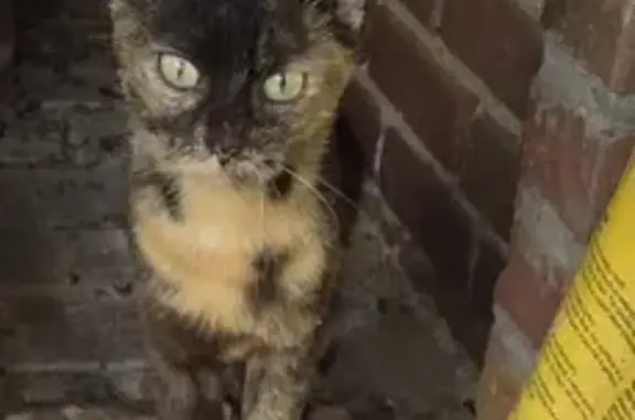 Chat jeune trouvé à Ablaincourt-Pressoir - photo