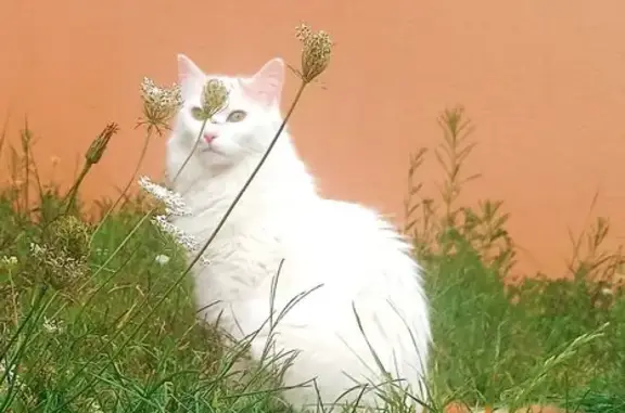 Animaux perdus Péronnas, photo: Chatte blanche queue rousse disparue à Péronnas