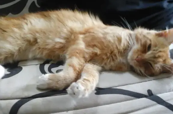 Chat perdu, Saint-Loubès, photo: Chat roux angora disparu à Saint-Loubès
