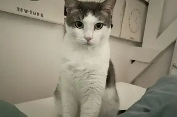 Chat perdu, Talence, photo: Chat disparu : Grand mâle blanc tacheté, Mushu