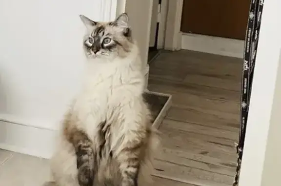 Chat perdu, Neuilly-sur-Seine, photo: Chat Sibérien perdu à Neuilly-sur-Seine
