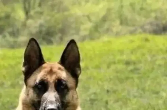 Chien perdu Nouvelle-Aquitaine, photo : Berger allemand fauve et noir perdu à St-Loup