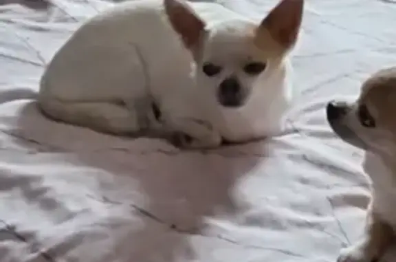 Chien perdu , photo : Chihuahua sable perdu, craintif, blessé possible