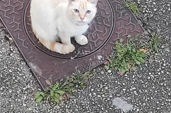 Chat mâle crème et roux trouvé à Chaponost - photo