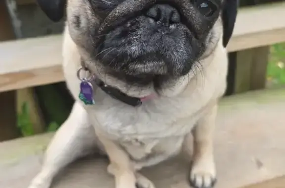 Lost Female Pug at Wocanda Dog Park, Mundelein