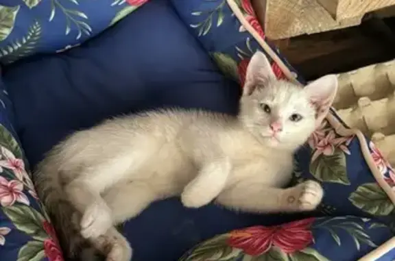 Animaux perdus Thonon-les-Bains, photo: Chaton blanc 2 mois perdu à Thonon-les-Bains