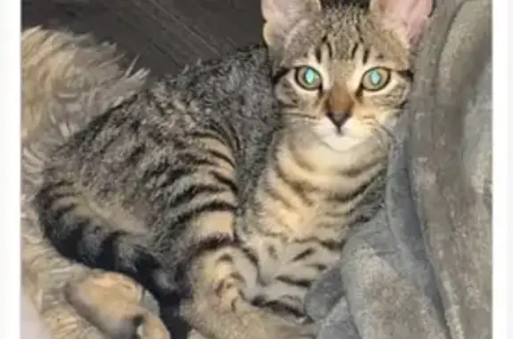 Animaux perdus Brest, photo: Chaton tigre 4 mois perdu à Brest