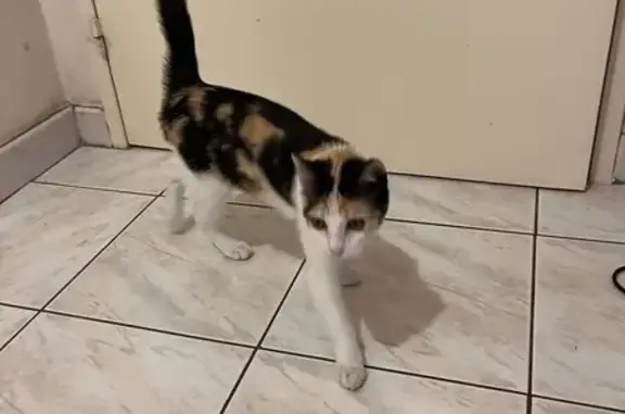 Chat trouvé avec collier rose à Joué-lès-Tours - photo
