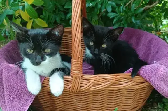 Urgent : Cherche accueil pour 2 chatons trouvés - photo