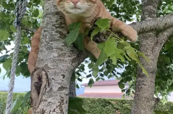 Chat perdu, , photo: Chat roux disparu à Laprade: Avez-vous vu Auroux?