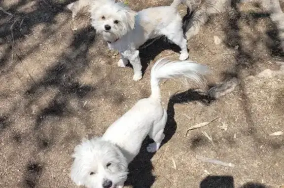 Stolen White Poodles in Deneysville - Help!