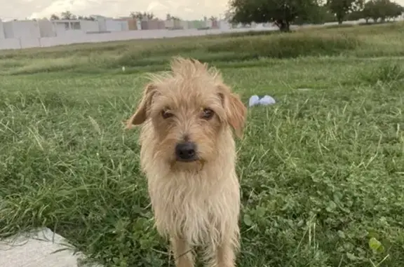 Perro Beige Encontrado en Ciudad Apodaca - ¡Ayuda!