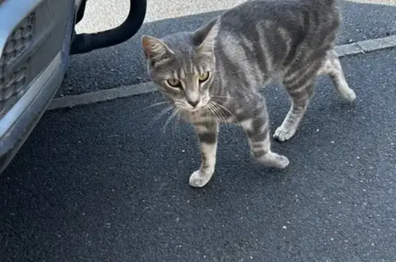 Animaux trouvés Dozulé, photo: Chat gris affectueux trouvé à Dozulé