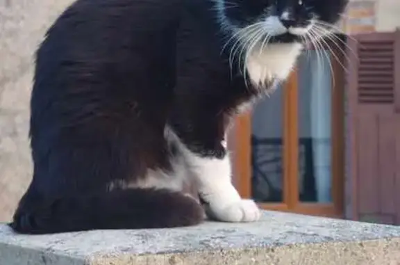 Chat noir et blanc trouvé à Égreville - photo
