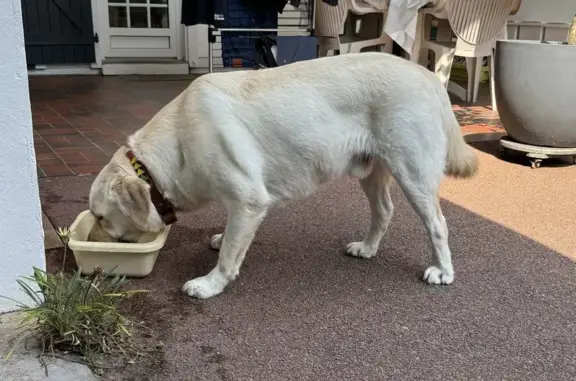 Labrador blanc trouvé Av. des Capucines, 424 - photo