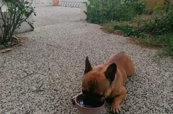 Bouledogue français trouvé, docile, Meyzieu - photo