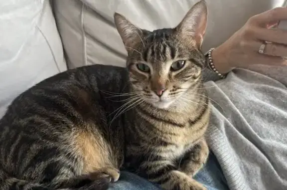 Chat perdu : Tina, 2 ans, tigrée noire et grise - photo
