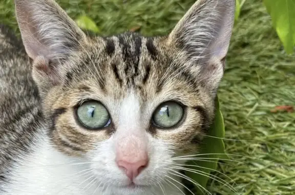 Chaton femelle tricolore trouvé à Bordeaux - photo