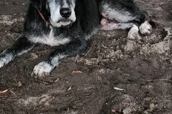 Found Dog: Sweet Boy with Red Collar in Savannah