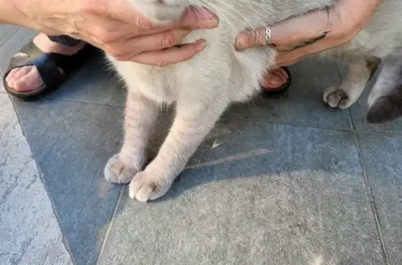 Chat trouvé Saint-Laurent-du-Var, photo: Chat Mâle Blanc et Crème Trouvé Blessé