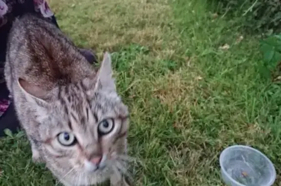 Chatte tigrée trouvée à Mesnard-la-Barotière - photo