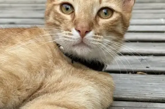 Animaux perdus , photo: Chat disparu : Uno, roux tigré, Saint-Lubin