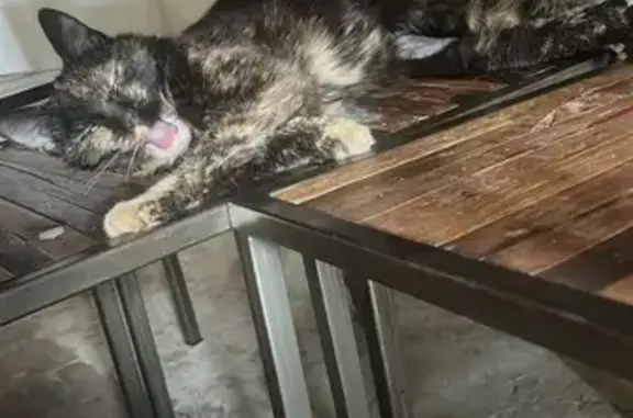 Chat perdu, , photo: Chatte Minette 14 ans perdue à Laons