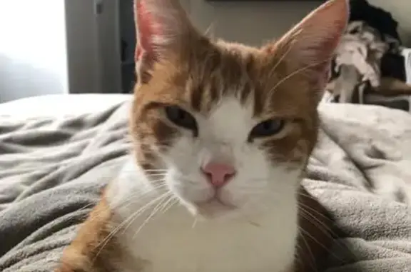 Animaux perdus Benquet, photo: Chat perdu blanc et roux, Route de Saint-Christau