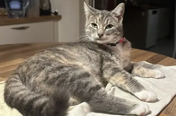 Chat perdu, , photo: Chatte d'un an disparue à Cheix-en-Retz