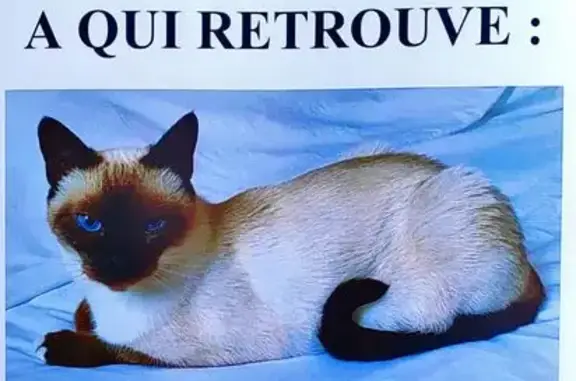 Animaux perdus Surgères, photo: Chat siamois perdu à Surgères, secteur cimetière