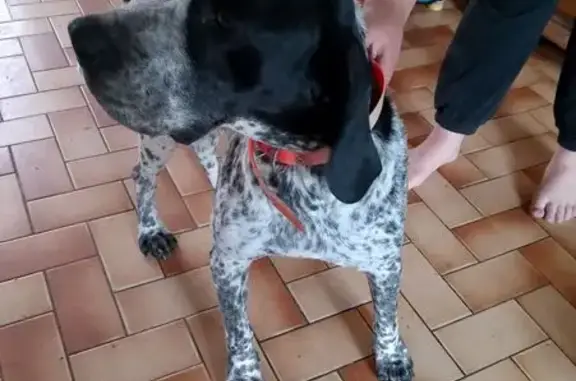 Chien trouvé , photo: Braque noir et blanc femelle trouvé à Vallières