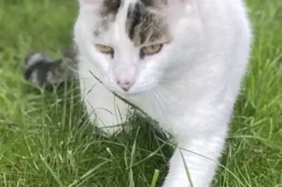 Chat perdu à Audun-le-Tiche, contactez-moi - photo