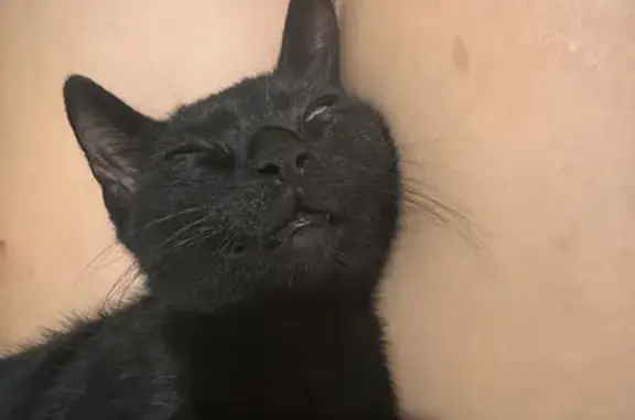 Chat perdu, Saint-Aigulin, photo: Chaton Félix perdu à Saint-Aigulin