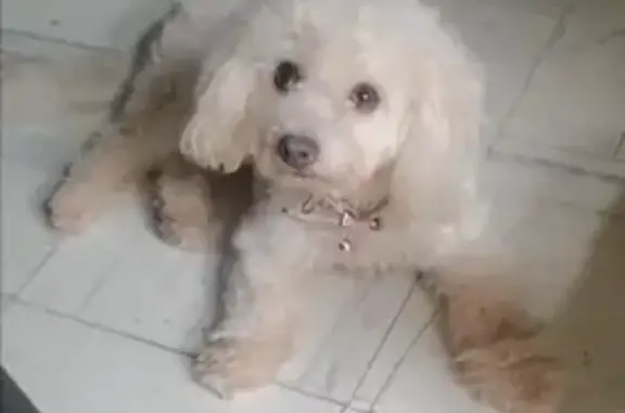 Perro Poodle Blanco Perdido en Culiacán