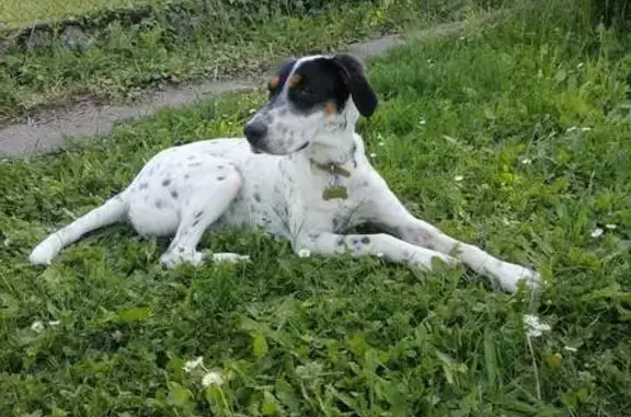 Chien perdu Arlanc, photo : Chienne tricolore Uhlane disparue à Arlanc