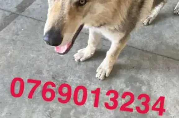 Chien perdu , photo : Chien tchécoslovaque perdu à Étampes