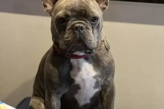 Lost French Bulldog on Stonewood Drive