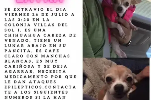 ¡Urgente! Chihuahua perdida en Villas del Sol I