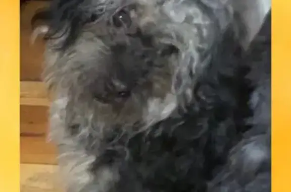 Lost Gray Poodle Maltese on Laurel Ave, Bridgeport